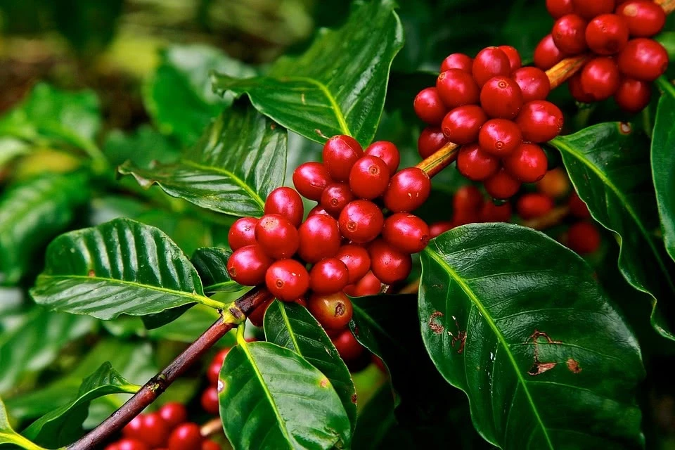 Vì sao cà phê được trồng nhiều ở Tây Nguyên?