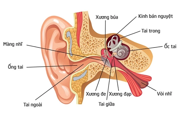 Tại sao tai biết tiếng động từ đâu dội tới?