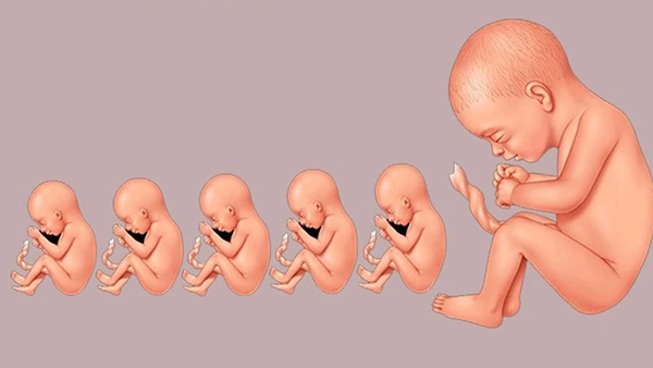 Thai nhi trong bụng mẹ làm những gì?