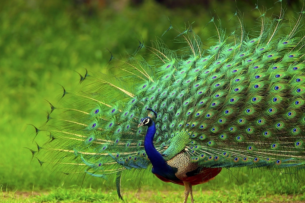 Ngắm 10 loài chim đẹp nhất thế giới - Báo điện tử VnMedia - Tin nóng Việt  Nam và thế giới