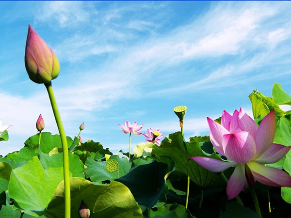 Vẻ đẹp tâm hồn