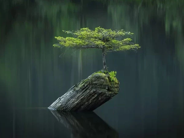 Sự bình yên