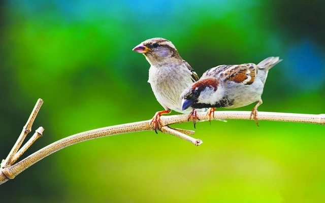 Tình cha vô bờ