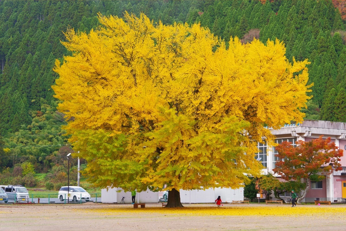 Tại sao cây ngân hạnh lại được gọi là "hóa thạch sống"?