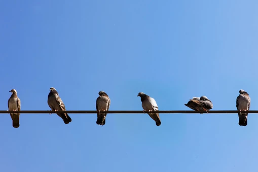Vì sao chim ngủ trên cành cây không bị ngã?