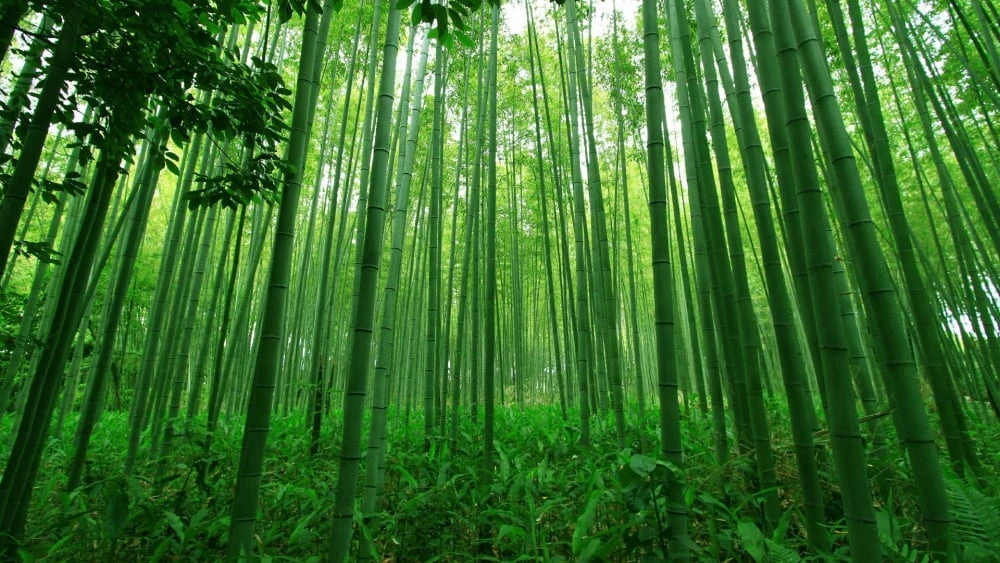 Cong, nhưng đừng gãy
