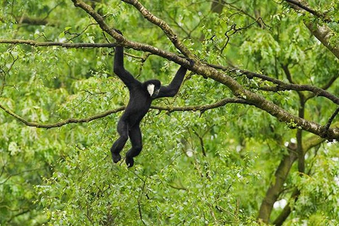 Vượn Tay Dài đi Dùng Chân Hay Là Dùng Tay