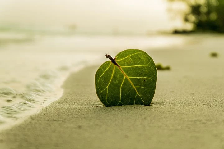 Chỉ có một